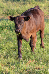Fototapeta premium Black Angus calf