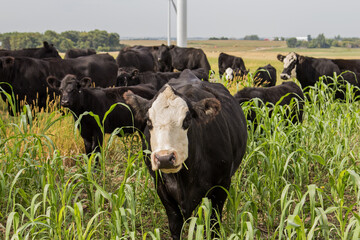 herd of grazing cows