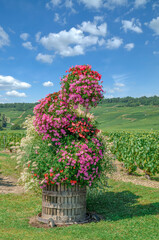 Vineyard Landscape in Champagne region close to Epernay and Oger,Region Grand Est ,France