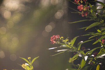 Bokeh in photography is the quality of the entire area that is out of focus. Thus, Bokeh is the opposite of sharpness: sharpness occurs at the best focus point, Bokeh is what happens beyond those best