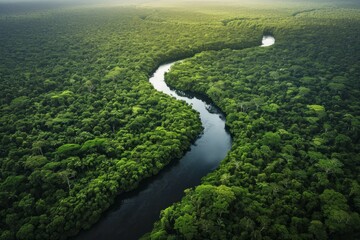 Aerial view of a winding river cutting through a lush, dense rainforest.