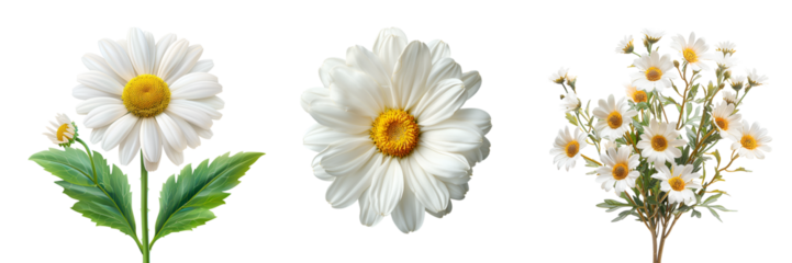 daisy flowers
