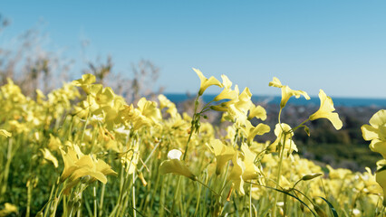 Yellow Little Sorrel Flowers In The Park Field