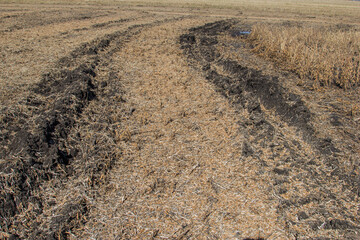 muddy ruts in a harvested soybean field