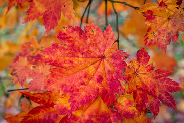 autumn maple leaves