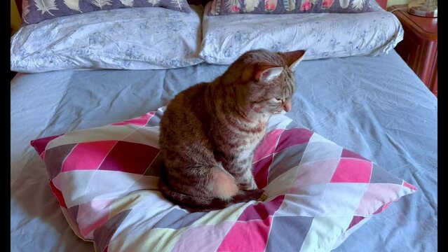Gatto sul letto di casa, Cat on the bed at home 