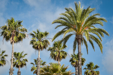 Palmy na tle niebieskiego nieba, wakacyjne klimaty. Hiszpania, Andaluzja.  - obrazy, fototapety, plakaty