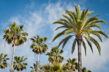 Palmy na tle niebieskiego nieba, wakacyjne klimaty. Hiszpania, Andaluzja. Krajobraz wakacyjny.  - obrazy, fototapety, plakaty