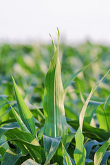 corn leaf sticking straight up