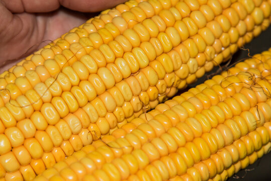 denting ears of corn