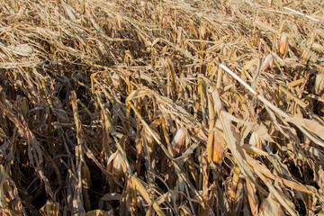 ripe corn blown over by the wind