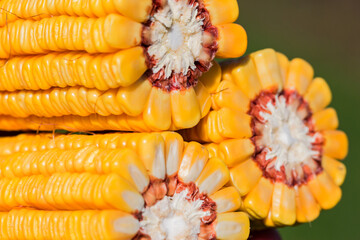 three broken ears of corn