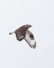 Hawk flying through sky with wings down,