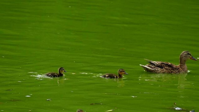 A family of wild ducks swims in a pond in slow motion. Wild birds nature footage 4K. Duck with little ducklings.