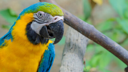 Blue-and-yellow macaw (lat. Ara ararauna) close-up.  Blue and yellow macaw (Ara ararauna), animal portrait, captive