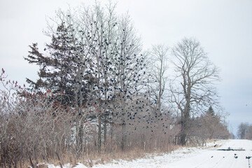 Trees along a country road in winter filled with black birds.