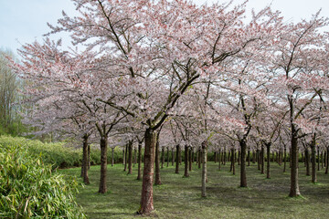 Blossom park with blooming cherry trees near Amstelveen. - obrazy, fototapety, plakaty