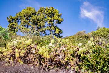 Fototapeta na wymiar cactus plant