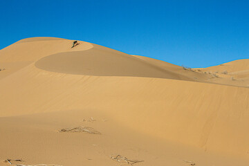 A person climbing a dune in the Desert. Gran Desierto de Altar, Sonora, Mexico. 