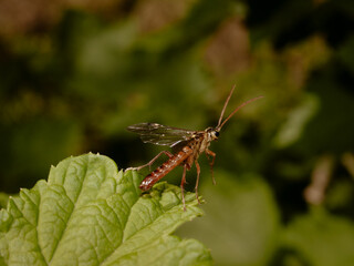 A closeup of a scorpion fly on a green leaf.