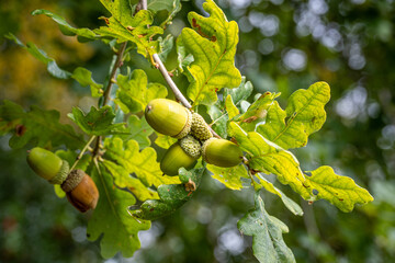 green oak acorns
