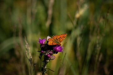 Schmetterling Kaisermantel auf Distel