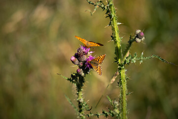 Schmetterlinge Kaisermantel auf Distel