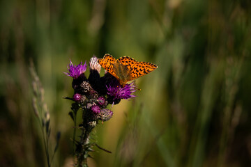 Schmetterling Kaisermantel auf Distel