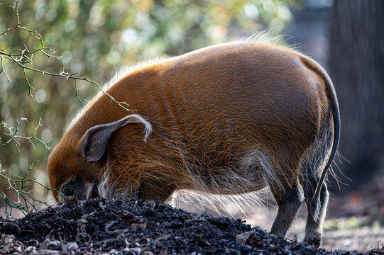 red river hog investigating a dirt mound