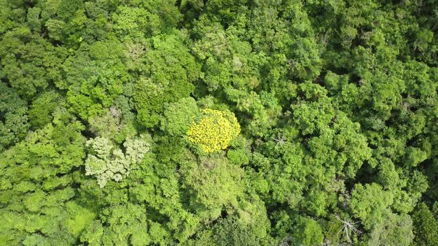 Mata Atlântica Canto Araças Florianópolis Natureza Preservação Trilhas Biodiversidade Vegetação Ilha Drone Ecossistema Belezas Naturais Árvores Folhas Observação Verde Preservação Ambiental Turismo