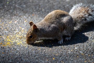 squirrel in the park eating chip dust