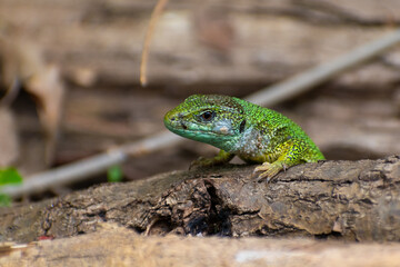 Green lizzard close up photo