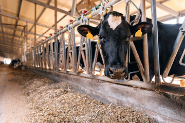Cows holstein eating hay in cowshed on dairy farm with sunlight in barn. Banner modern meat and milk production or livestock industry - obrazy, fototapety, plakaty
