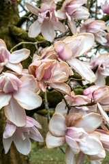 Obraz premium Beautiful magnolia blossoms as they fade