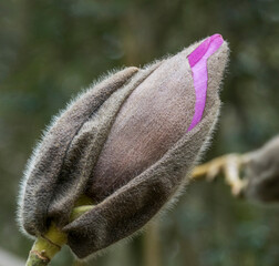 A magnolia bud showing the pink petals inside