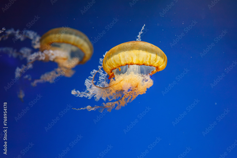 Wall mural underwater photos of jellyfish chrysaora fuscescens jellyfish pacific sea nettle - Wall murals