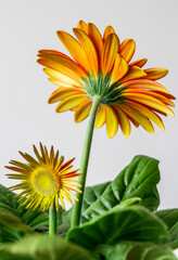 bright orange gerbera daisy