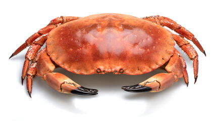 Edible brown cooked crab isolated on white background.