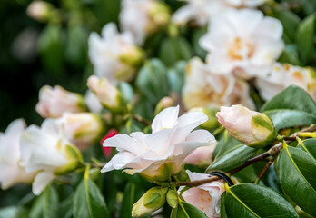 Delicate camellia blooms
