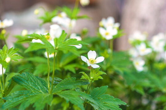 Close up for white wood anemone or Anemone crassifolia, mountain anemone flowers blooming in a summer garden