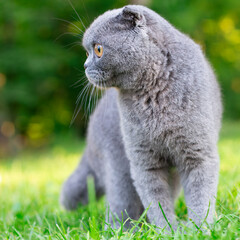 Park Prowler: Scottish Tabby Cat Amidst Greenery