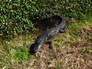Wild Florida Alligator