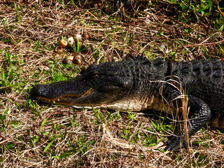 A Florida alligator at Paynes Praire State Park, Florida