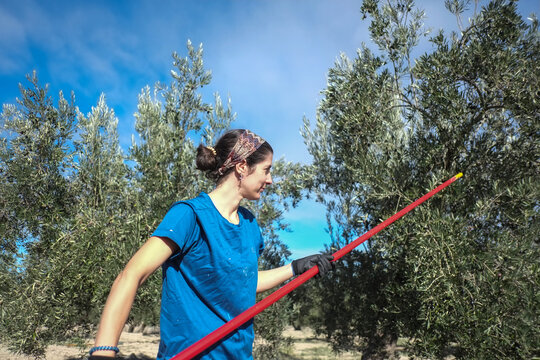 Woman working in jaen harvesting olives in olive tree