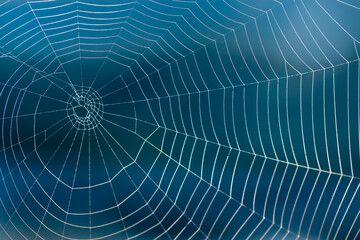 Gossamer Threads: Spider Web Among the Blades