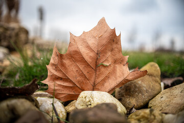 suchy liść między kamieniami po jesieni lub na wiosne