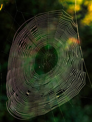 Intricate Design: Spider Web Woven in the Meadow