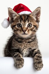 Adorable kitten in red christmas hat peeking behind empty banner in a playful manner