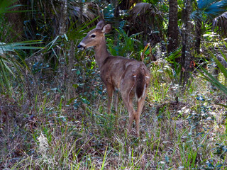 A wild deer in the woods