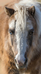 Bi-color eyed Pony Head Shot